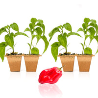 Red Savina Habanero Pepper Plants - The Pepper Pantry (Formerly Marie Sharp's)