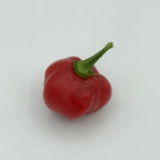 Red Savina - Seeds