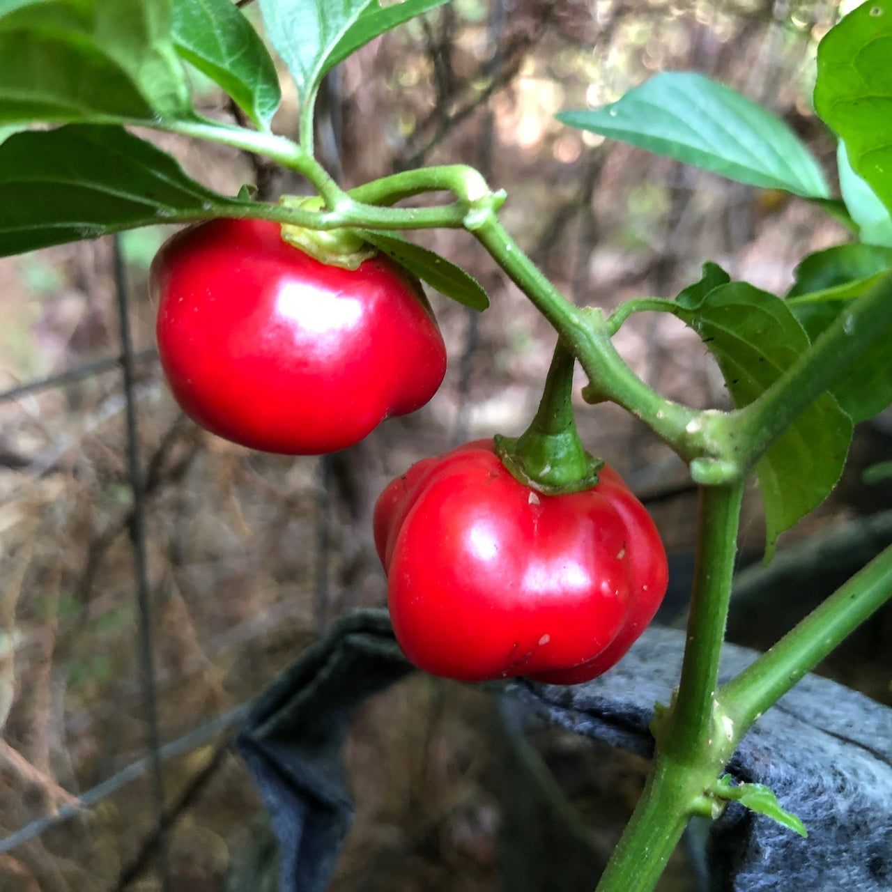 Red Savina - Seeds - The Pepper Pantry (Formerly Marie Sharp's)
