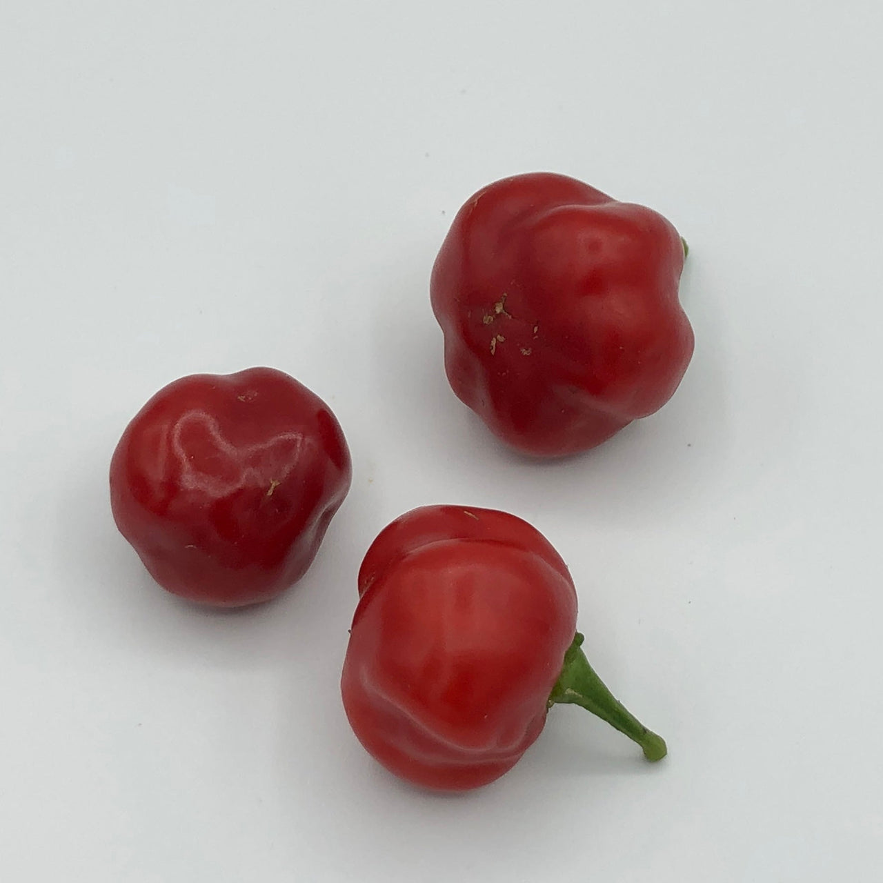 Red Savina - Seeds - The Pepper Pantry (Formerly Marie Sharp's)