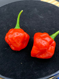 Red Savina x Scotch Bonnet MOA - Seeds - The Pepper Pantry (Formerly Marie Sharp's)