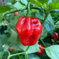 Red Savina x Scotch Bonnet MOA - Seeds - The Pepper Pantry (Formerly Marie Sharp's)