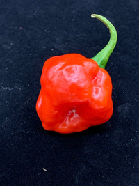 Red Savina x Scotch Bonnet MOA - Seeds - The Pepper Pantry (Formerly Marie Sharp's)