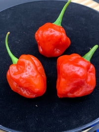 Red Savina x Scotch Bonnet MOA - Seeds - The Pepper Pantry (Formerly Marie Sharp's)