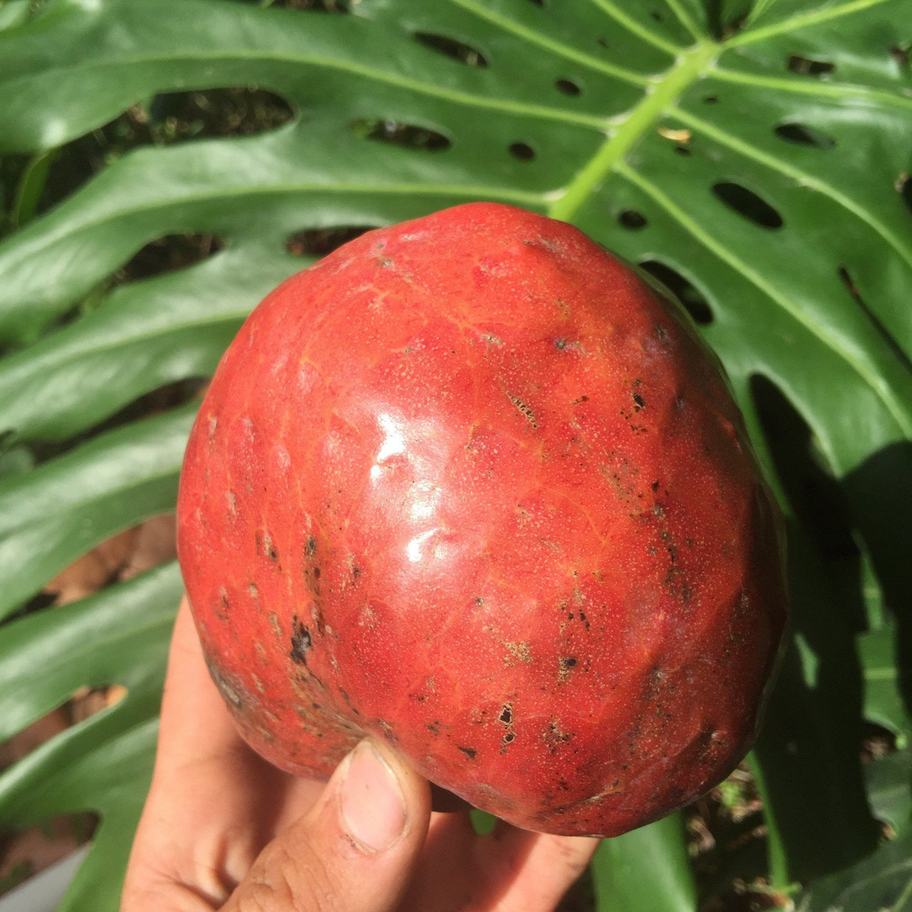Red Custard Apple, Chirimoya Tree