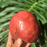 Red Custard Apple, Chirimoya Tree