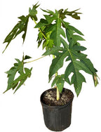 Red Lady Papaya Dwarf Tree