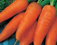 Red-Cored Chantenay Carrot Seeds