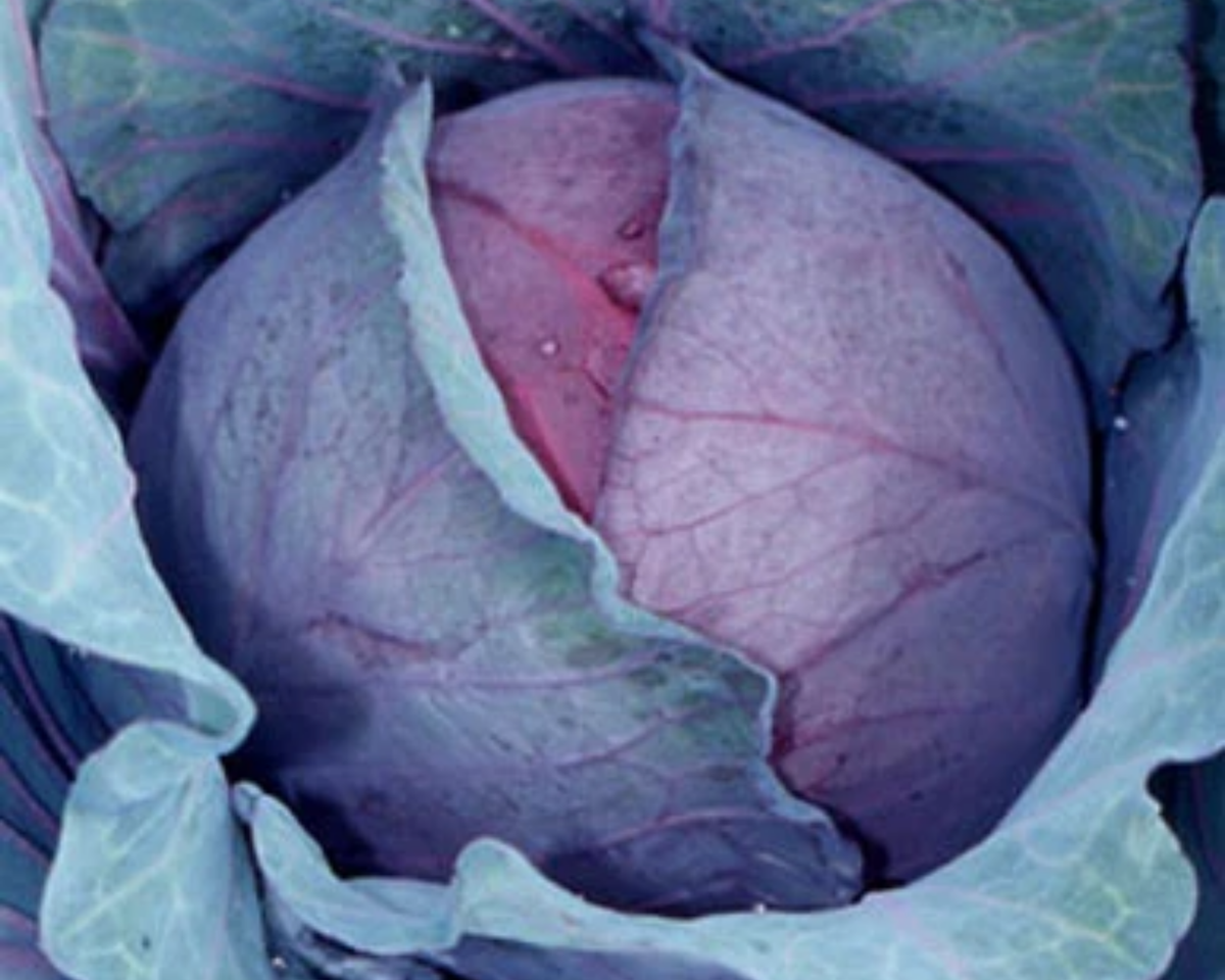 Red Express Cabbage Seeds