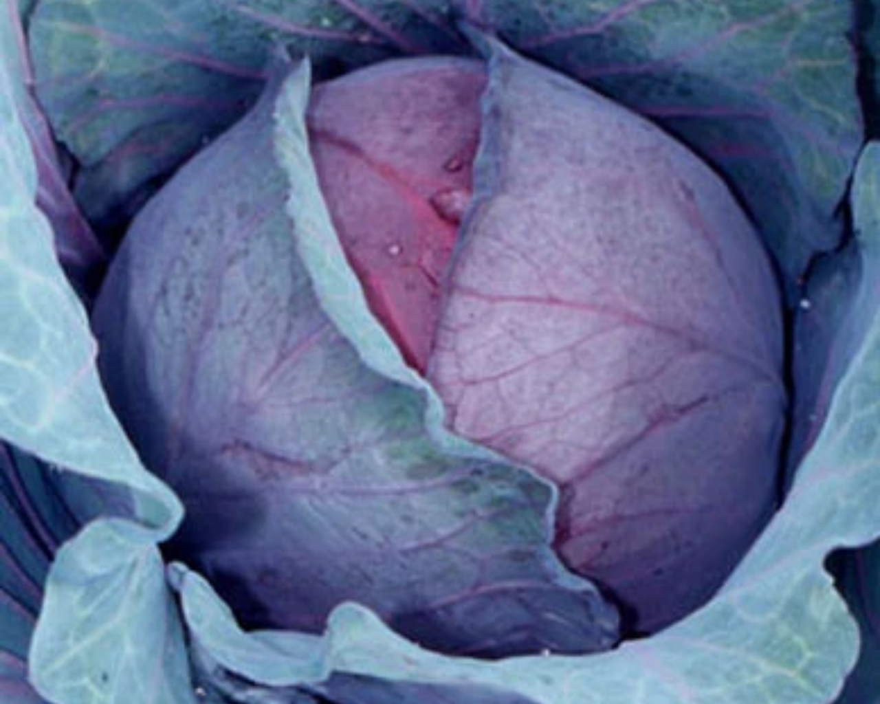 Red Express Cabbage Seeds