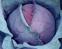 Red Express Cabbage Seeds