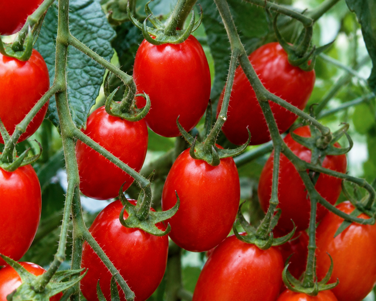 Red Grape Hybrid Tomato Seeds