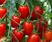 Red Grape Hybrid Tomato Seeds