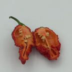 Redgum TigerMAMP x Chocolate Nagabrains - Seeds