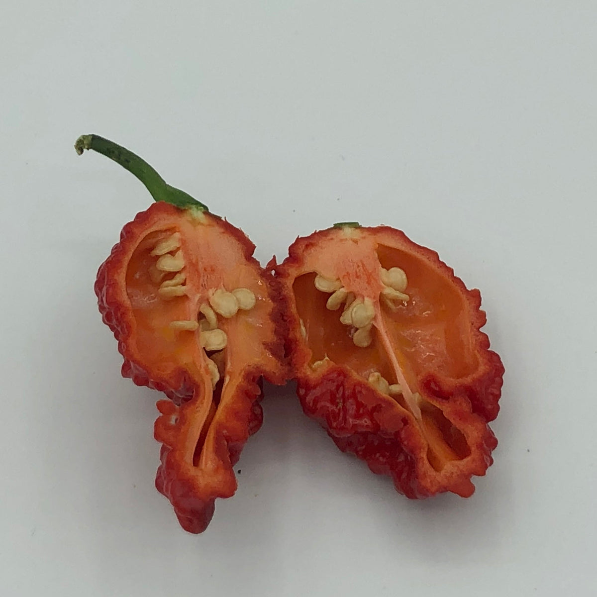 Redgum TigerMAMP x Chocolate Nagabrains - Seeds