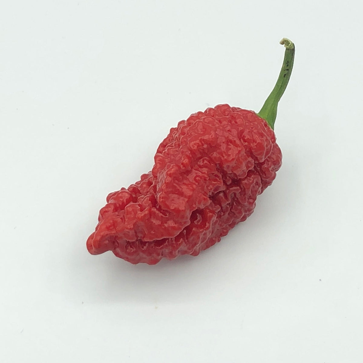 Redgum TigerMAMP x Chocolate Nagabrains - Seeds