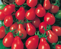 Red Pear Tomato Seeds