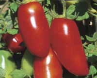 Red Sausage Tomato Seeds