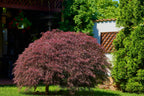 10 INABA SHIDARE MAPLE Weeping Red Laceleaf Japanese Acer Palmatum Dissectum Tree Seeds