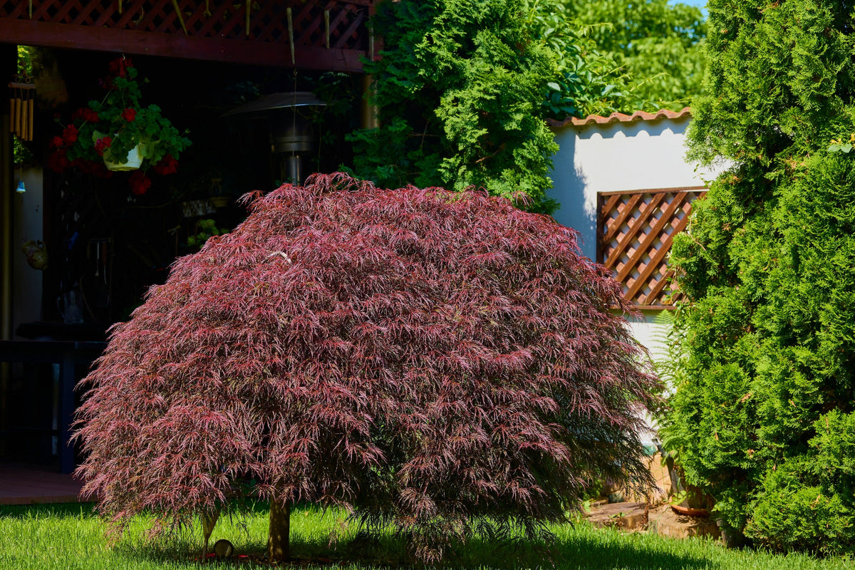 10 INABA SHIDARE MAPLE Weeping Red Laceleaf Japanese Acer Palmatum Dissectum Tree Seeds