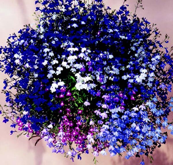 Regatta Formula Mix Lobelia Seeds