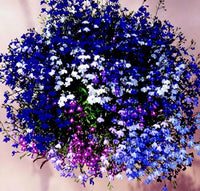 Regatta Formula Mix Lobelia Seeds