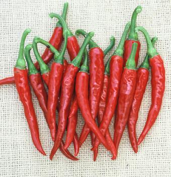 Ring of Fire Pepper Seeds - Treated - The Pepper Pantry (Formerly Marie Sharp's)