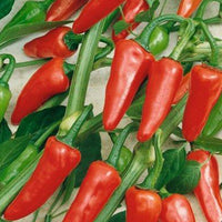 Rio Grande Hot Pepper Seeds - The Pepper Pantry (Formerly Marie Sharp's)