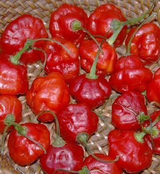 Rocotillo Pepper Seeds - The Pepper Pantry (Formerly Marie Sharp's)