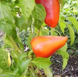 Romanian Sweet Pepper Seeds - The Pepper Pantry (Formerly Marie Sharp's)