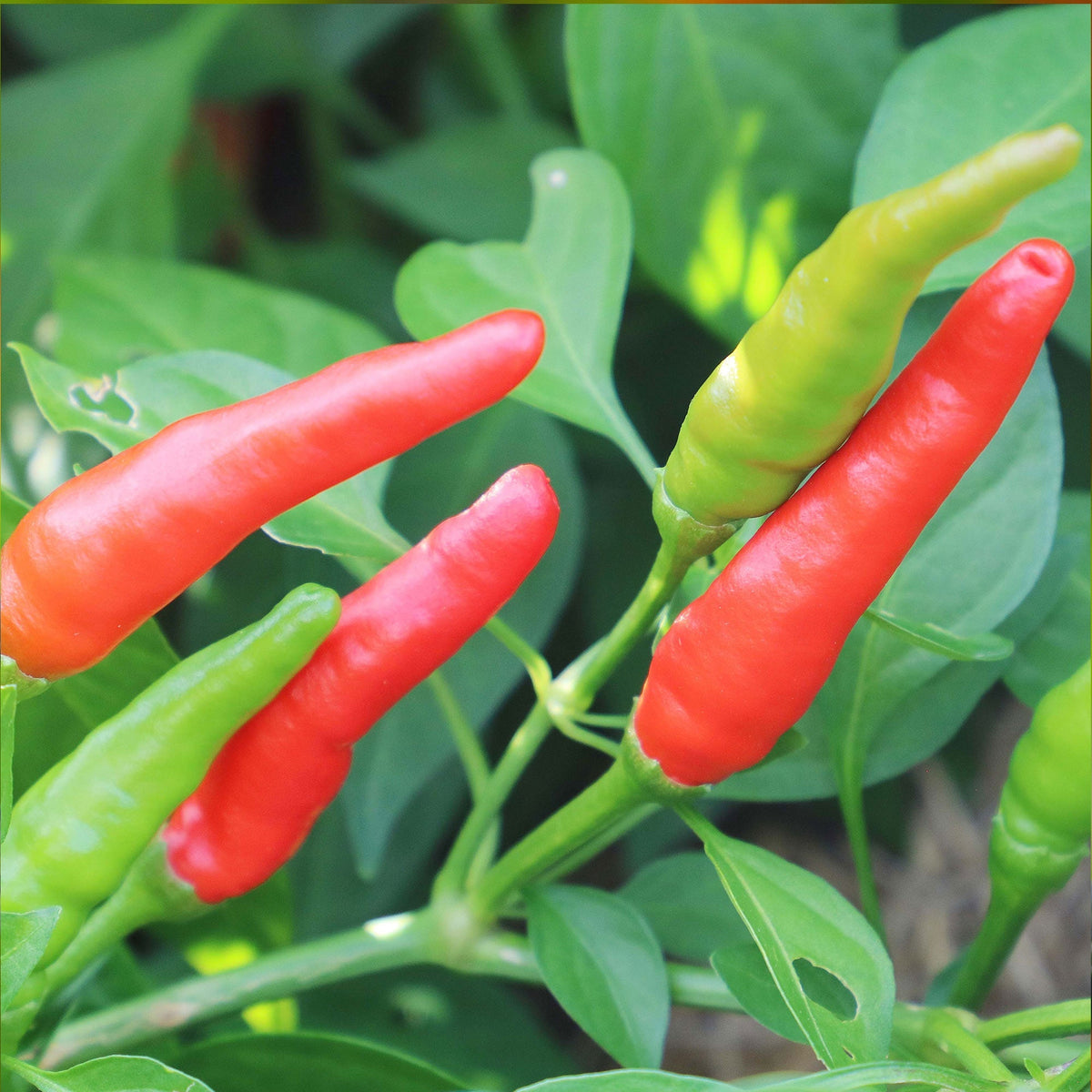 Rooster Spur Pepper Seeds