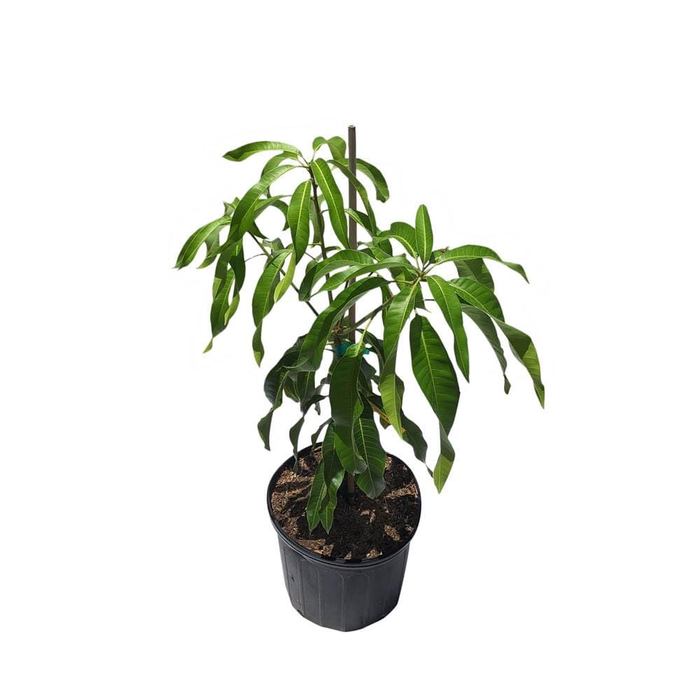 Kiew Yai Thai Mango Tree, Grafted