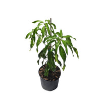 Kiew Yai Thai Mango Tree, Grafted
