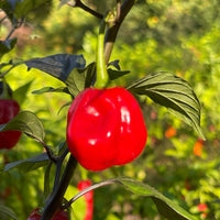 Rouge Noire x Douglah - Seeds - The Pepper Pantry (Formerly Marie Sharp's)