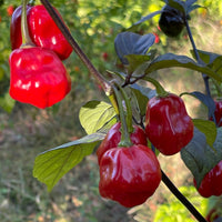 Rouge Noire x Douglah - Seeds - The Pepper Pantry (Formerly Marie Sharp's)