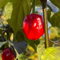 Rouge Noire x Douglah - Seeds - The Pepper Pantry (Formerly Marie Sharp's)