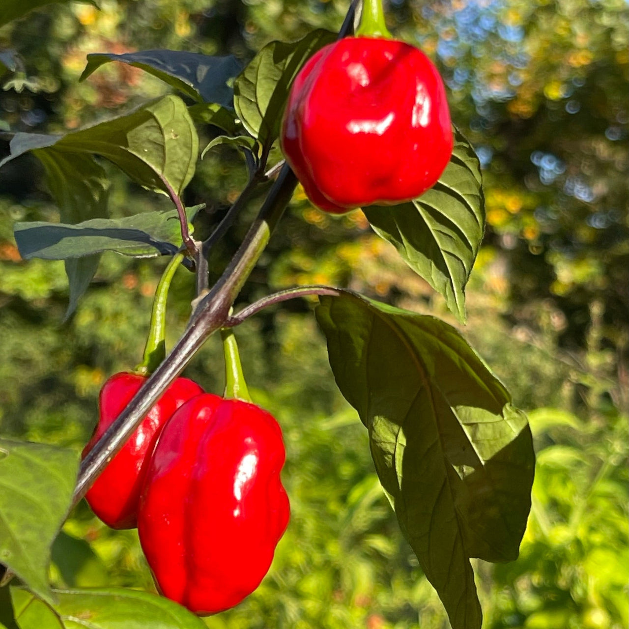 Rouge Noire x Douglah - Seeds - The Pepper Pantry (Formerly Marie Sharp's)