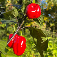 Rouge Noire x Douglah - Seeds - The Pepper Pantry (Formerly Marie Sharp's)