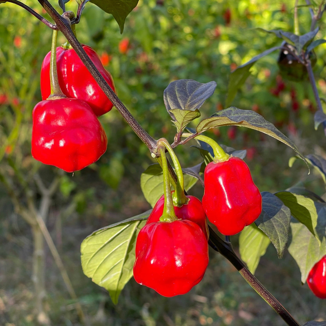 Rouge Noire x Douglah - Seeds - The Pepper Pantry (Formerly Marie Sharp's)