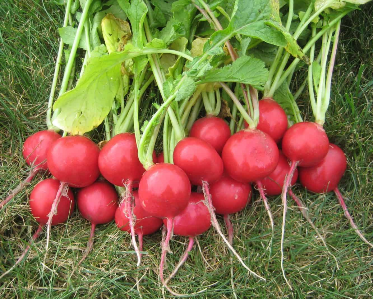 Roxanne Hybrid Radish Seeds