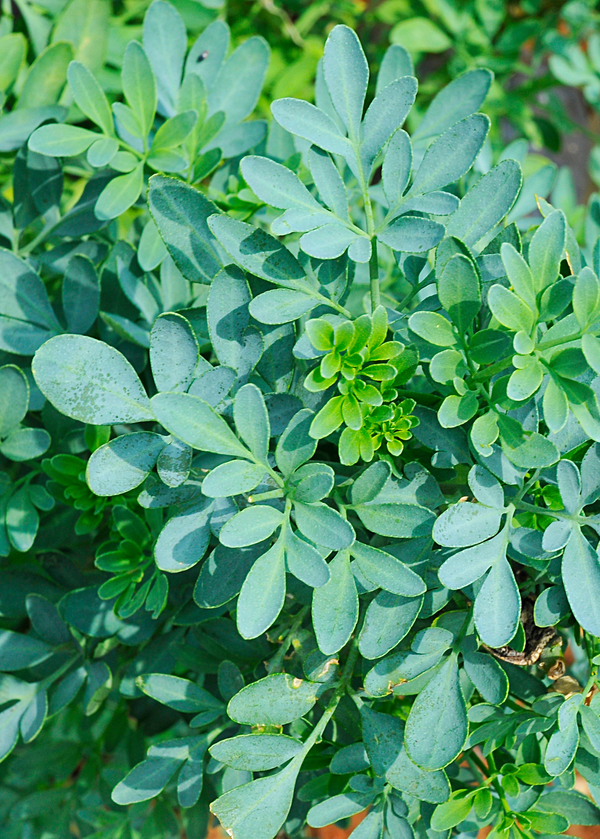 Rue (Ruta graveolens)