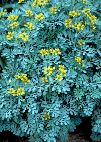 Rue (Ruta graveolens)
