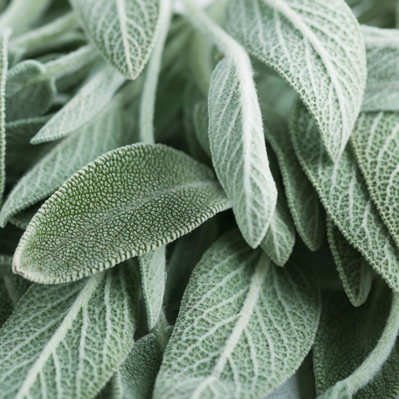 Sage Garden Salvia Seeds - The Pepper Pantry (Formerly Marie Sharp's)