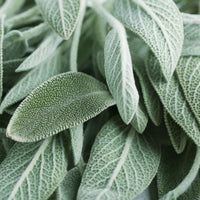 Sage Garden Salvia Seeds - The Pepper Pantry (Formerly Marie Sharp's)