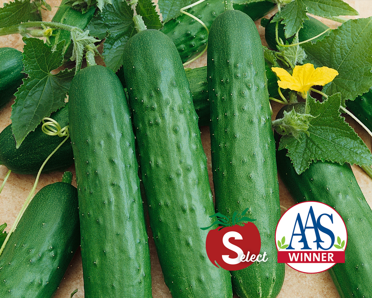 Saladmore Bush Hybrid Cucumber Seeds