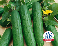 Saladmore Bush Hybrid Cucumber Seeds