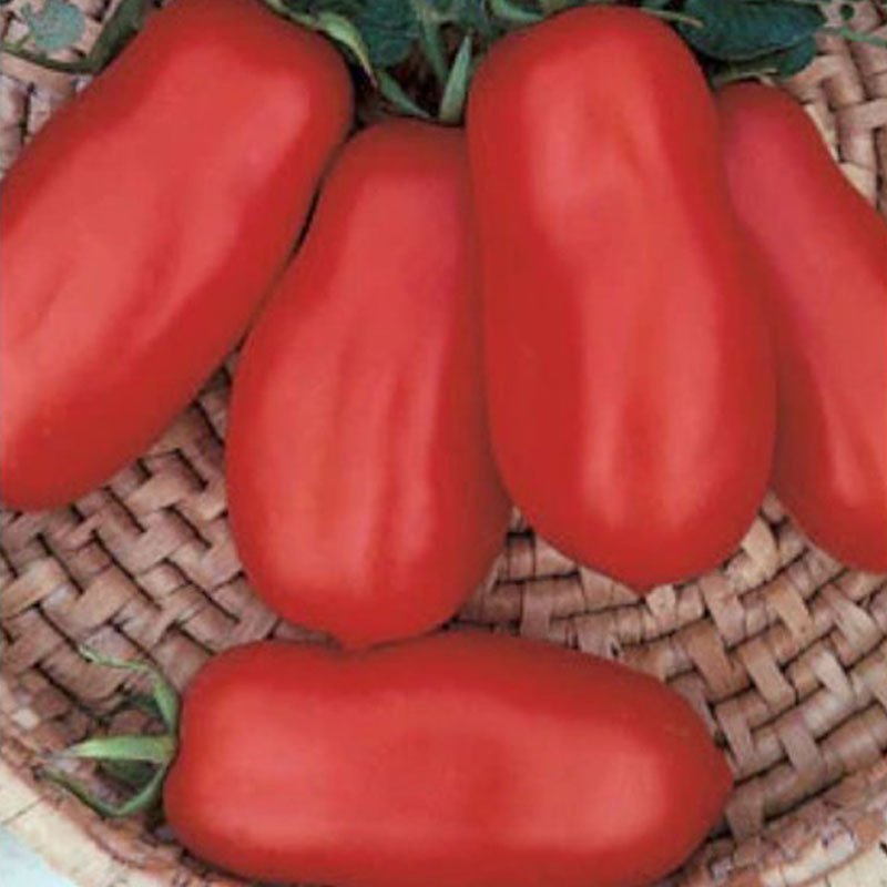 San Marzano Tomato Seeds - The Pepper Pantry (Formerly Marie Sharp's)