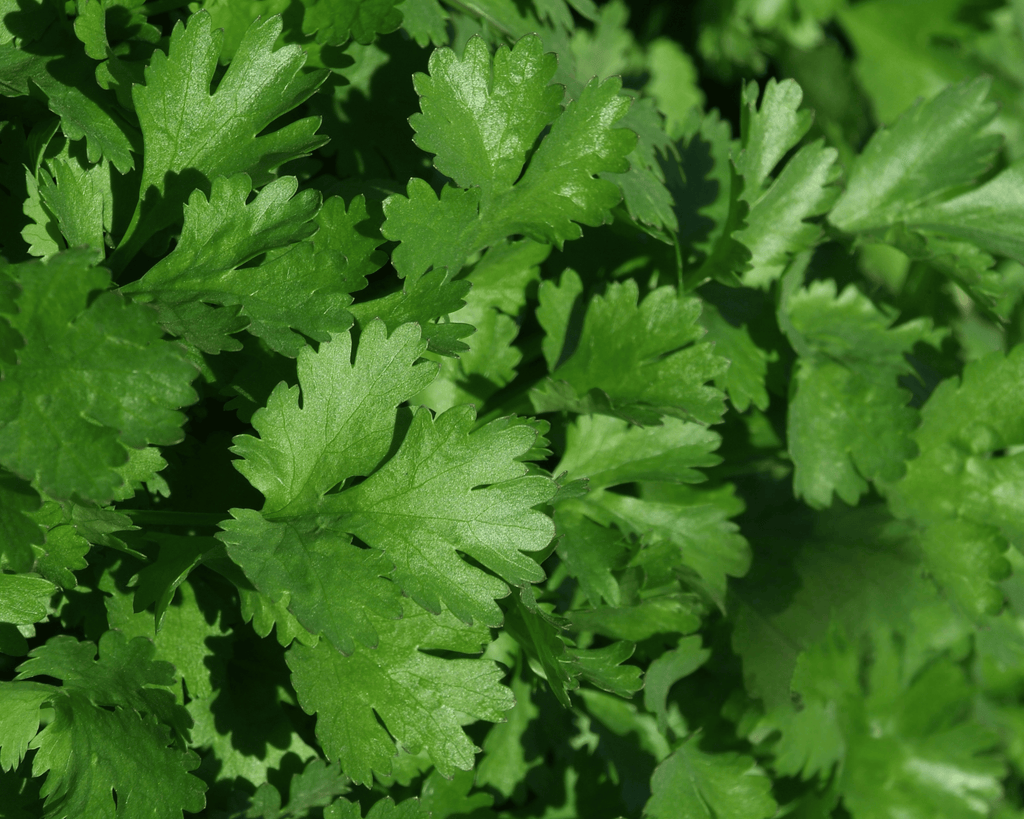 Santo Cilantro Seeds