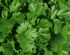 Santo Cilantro Seeds