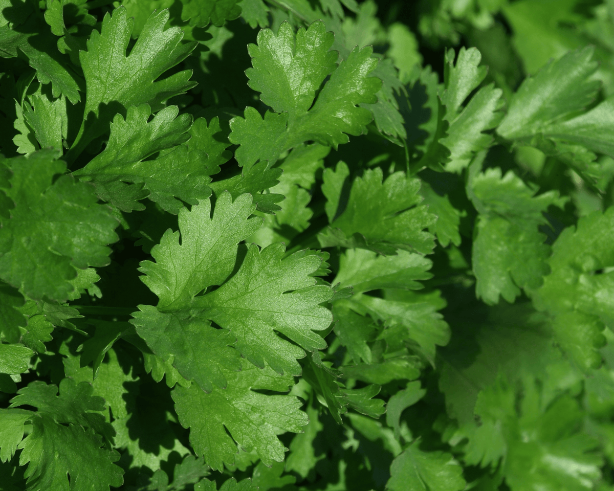 Santo Cilantro Seeds